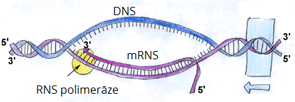 Transcription2.png