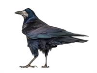 Shutterstock_2408099289_rook_krauķis.jpg