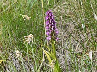 Shutterstock_2589125701_dactylorhiza incarnata_stāvlapu dzegužpirkstīte.jpg
