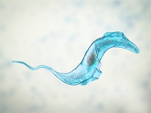 shutterstock_1325499299_Trypanosoma cruzi parasite_Trypanosoma cruzi vienšūnis.jpg