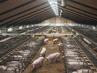 shutterstock_2484249799_farm_ferma.jpg