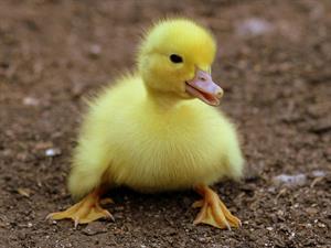 shutterstock_2503812333_duckling_pīlēns.jpg