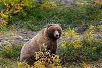 grizzly-bear-pix.jpg