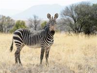 zebra.jpg