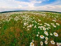 shutterstock_31416493.jpg