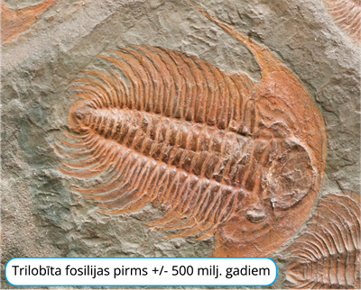 YCUZD_240805_6505_trilobīta fosilijas.png