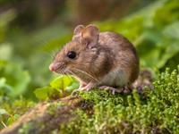 Shutterstock_250802287_mouse_pele.jpg