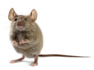 Shutterstock_749507149_mouse_pele (1).jpg
