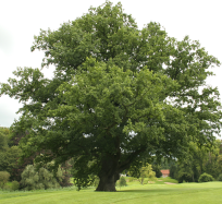 Quercus_robur_JPG_(d1).png