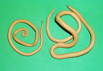 Ascaris-male-and-female_1-13a9fth.png