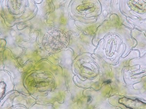 shutterstock_1616820850_plant epidermis_auga epiderma (2).jpg