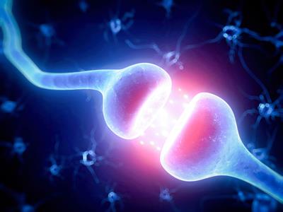 Shutterstock_440535280_synapse_sinapse.jpg