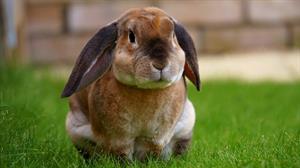 rabbit-pix.jpg