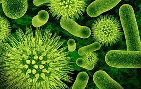 mikroorganismi.jpg