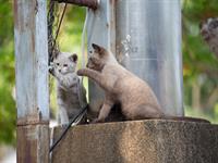 Shutterstock_2448165549_two cats_divi kaķi.jpg