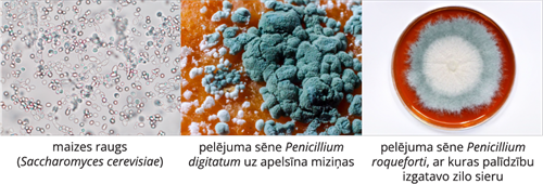 YCUZD_241206_6873_Augu_sistem_18.png
