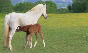 mare pix.jpg