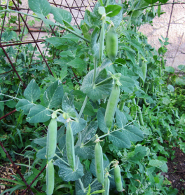 garden-peas.png2.png