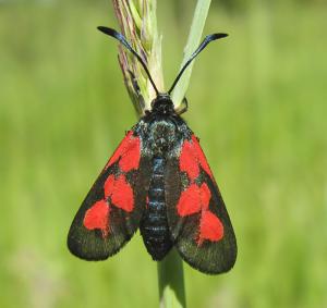 zygaena_280611.jpg
