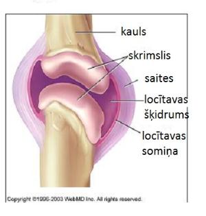 arthritis_basics_normal_joint.jpg