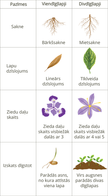 YCUZD_241128_6781_Augu_sistem_11_lab.png