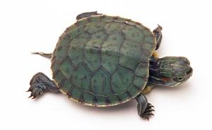 small-pet-turtle-01.jpg