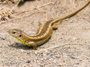 Shutterstock_1768622156_lizard_ķirzaka.jpg