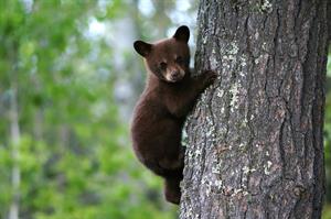 cub bear-pix.jpg