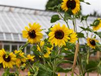 Shutterstock_2335703539_sunflower_saulespuķe.jpg