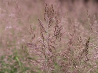 shutterstock_2288749153_common bent_parastā smilga.jpg