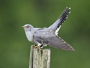 Shutterstock_144172858_cuckoo_dzeguze.jpg