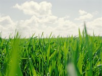 Shutterstock_2504125223_grass_zāle.jpg