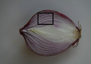 RedOnionCutting (1).png