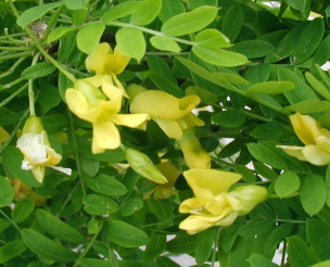 Caragana-arborescens-flowers.png