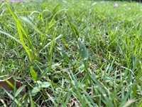shutterstock_2468284297_grass_zāle.jpg