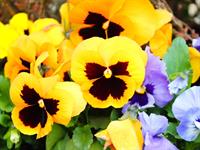 Shutterstock_1666652929_pansies_atraitnītes.jpg