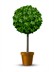 Shutterstock_288905420_decorative tree_dekoratīvs koks.jpg