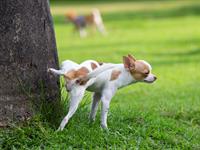 shutterstock_450040981.jpg