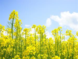 rapeseed-flowers-474546_1920.jpg