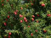 Shutterstock_2226598667_taxus baccata_īve.jpg