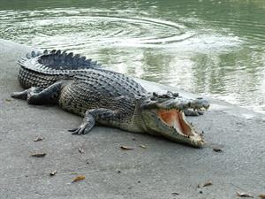 krokodils.jpg