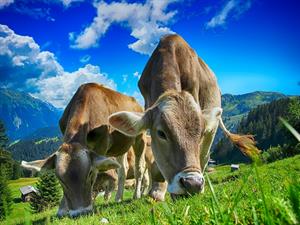 cows-pix.jpg
