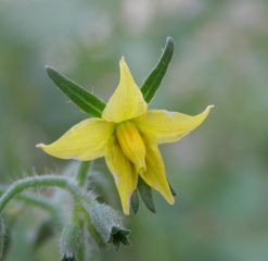Tomato_flower.jjpng.png