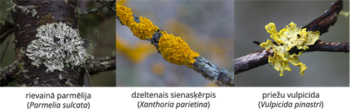 YCUZD_241206_6873_Augu_sistem_21.png