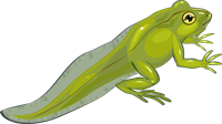 2kurkulis.png