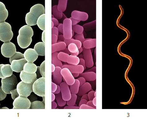 bacteria_sizes.png
