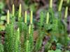 Shutterstock_1432885568_lycopodium annotinum_gada staipeknis.jpg