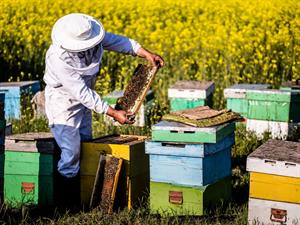 Shutterstock_2077480360_beekeeper_biškopis.jpg