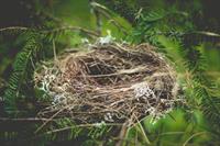 nest-918898_1920.jpg