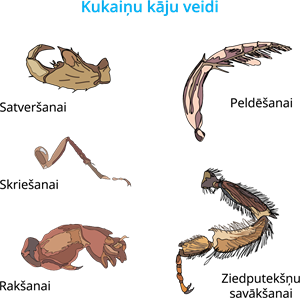 YCUZD_230822_5481_kukaiņu kāju veidi.png